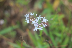 Valerianella longiflora