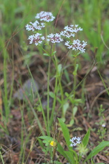 Valerianella longiflora