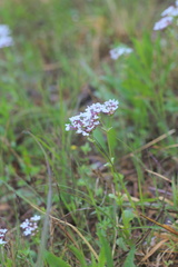 Valerianella longiflora
