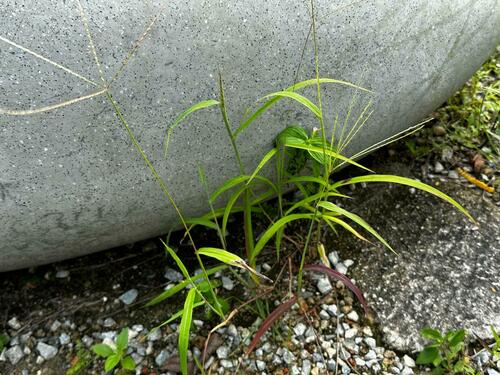 Capim colchão (Digitaria nuda)