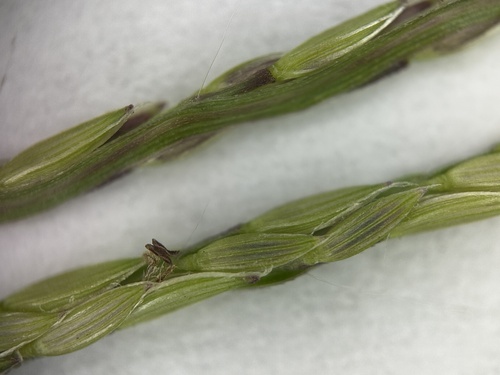 Image of Digitaria nuda by (c) scallions, some rights reserved (CC BY)