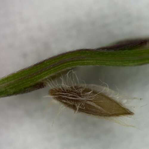 Image of Digitaria nuda by (c) scallions, some rights reserved (CC BY)
