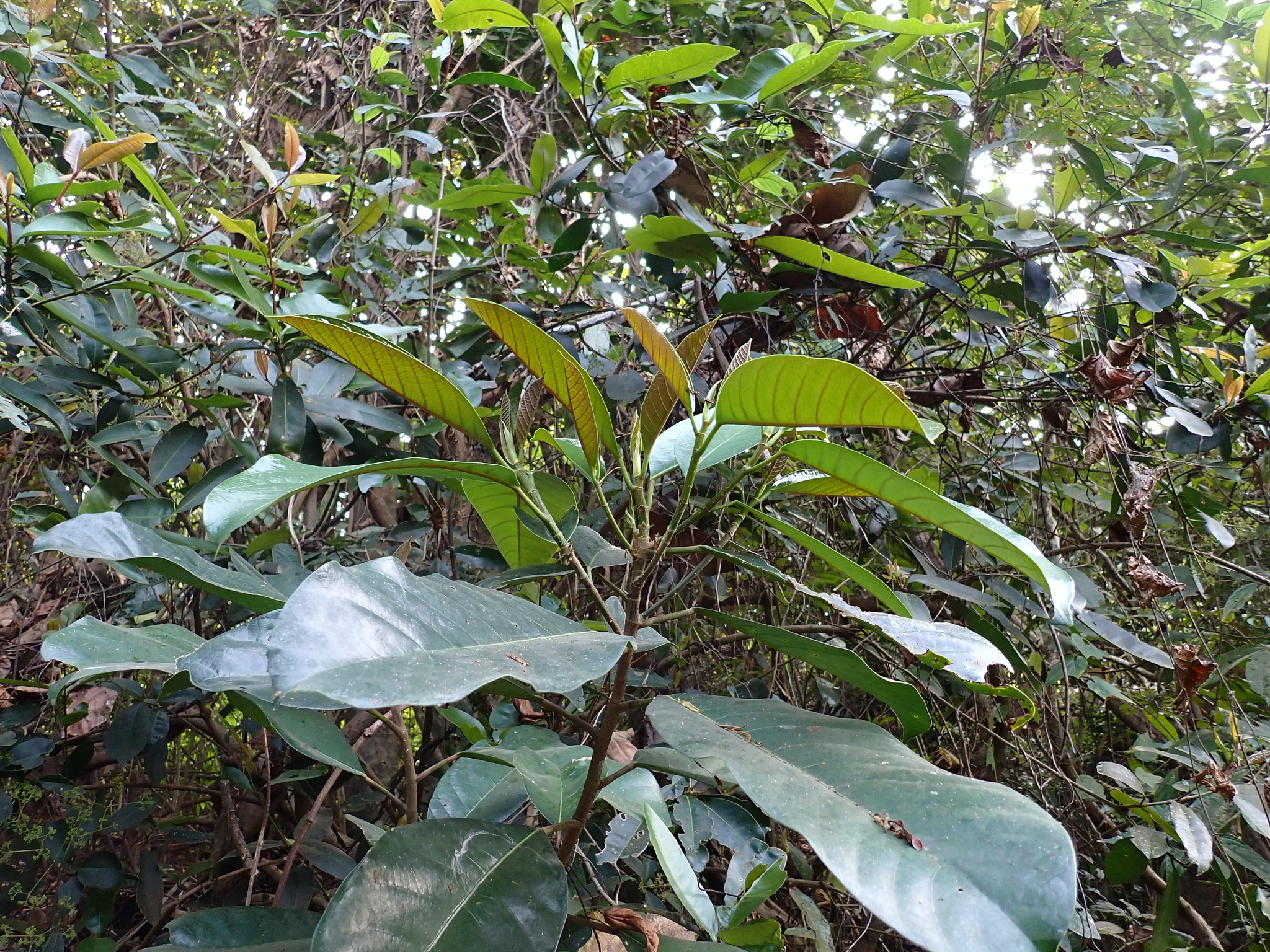 Imagem de Gameleira-branca