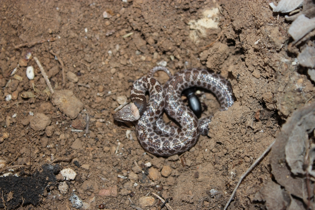 Rio Grande de Santiago Nightsnake from 46406 Jal., México on January 6 ...