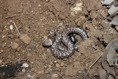 Rio Grande de Santiago Nightsnake