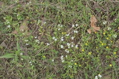 Valerianella nuttallii