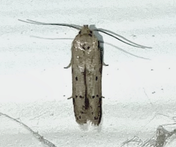 Sumac Micromoth photo 4