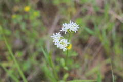 Valerianella nuttallii