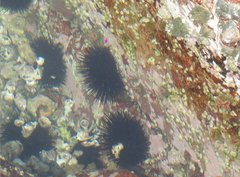 Heliocidaris crassispina