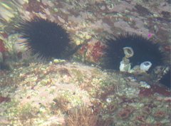 Heliocidaris crassispina