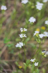 Valerianella nuttallii