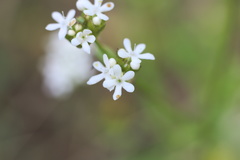 Valerianella nuttallii