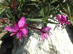 Chamaenerion fleischeri