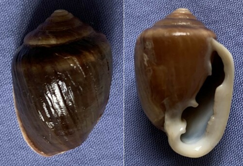 Cassidula angulifera, 2013-02-26