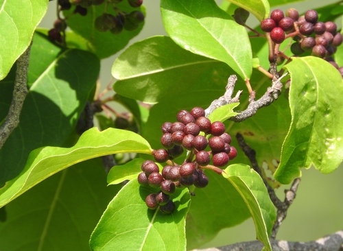 Zanthoxylum schreberi