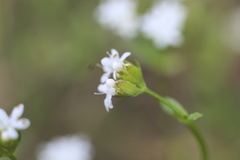 Valerianella nuttallii