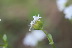 Valerianella nuttallii