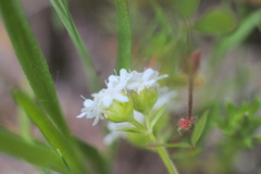 Valerianella nuttallii