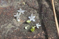 Valerianella nuttallii