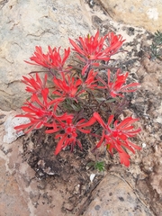 Castilleja scabrida scabrida