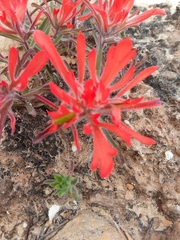 Castilleja scabrida scabrida