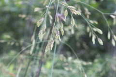 Festuca versuta