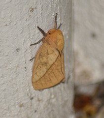 Syssphinx blanchardi