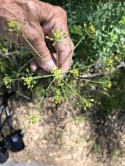 Lomatium californicum