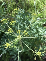 Lomatium californicum