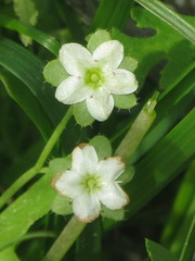 Angiospermae