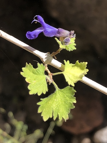 Bajan Canyon Sage (Salvia malvifolia)