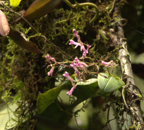 Comparettia micrantha (Poepp. & Endl.) M.W.Chase & N.H.Williams