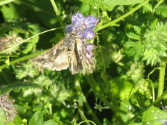 Lepidoptera