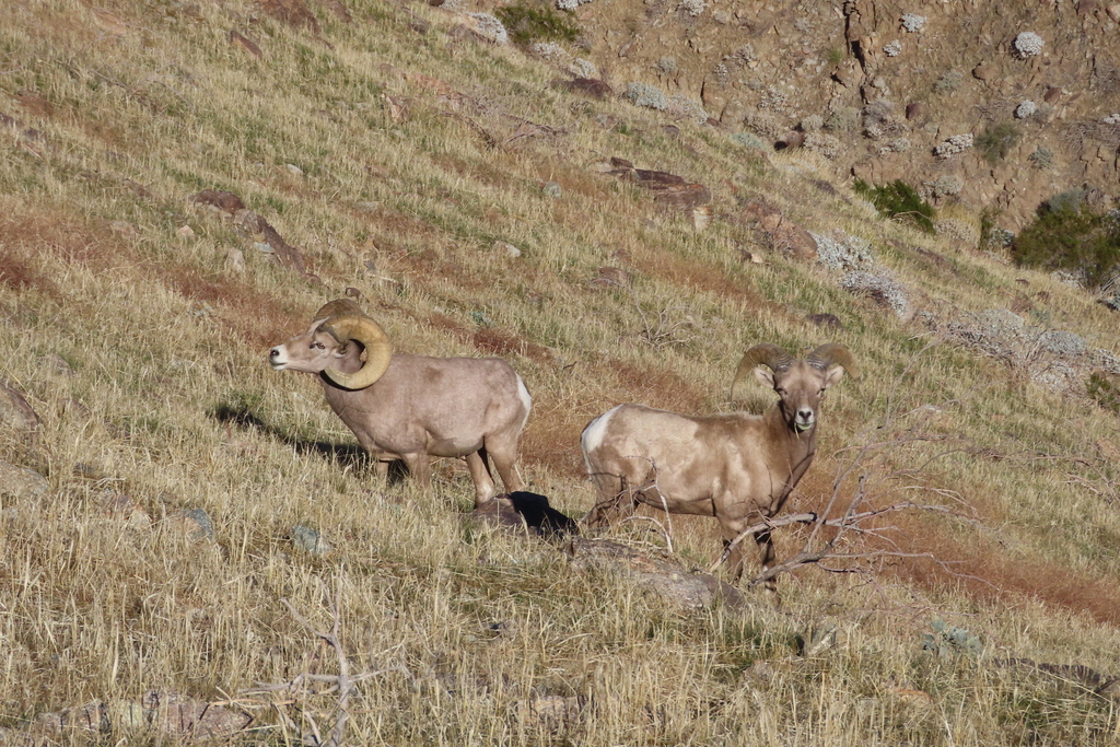 Bighorn Sheep In January 2024 By Quandary INaturalist   Large 