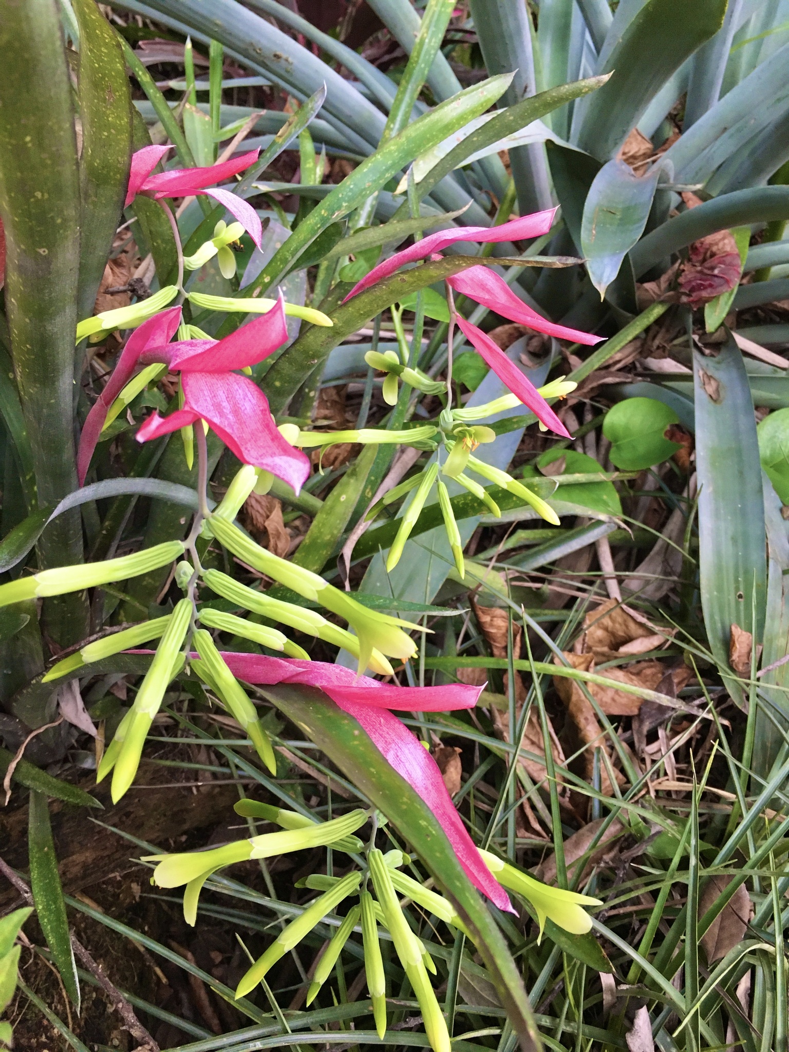 Billbergia distachia