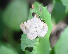 Frederickia flaviterminata