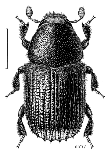 Cypress Bark Beetle