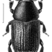 Cypress Bark Beetle - Photo (c) Desmond W. Helmore
, some rights reserved (CC BY)
