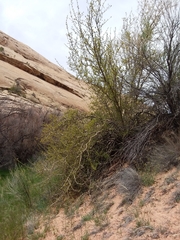 Forestiera pubescens pubescens