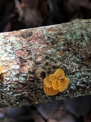 Favolaschia calocera