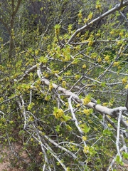 Forestiera pubescens pubescens