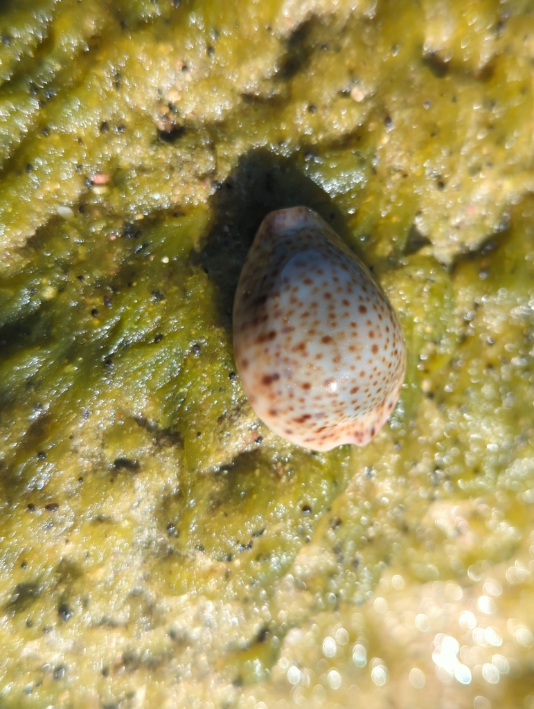 Thrush cowrie