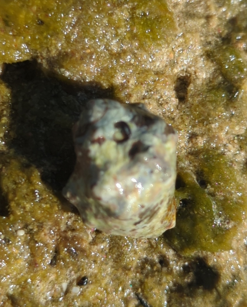 Deltoid Rocksnail