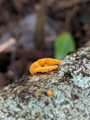 Favolaschia calocera