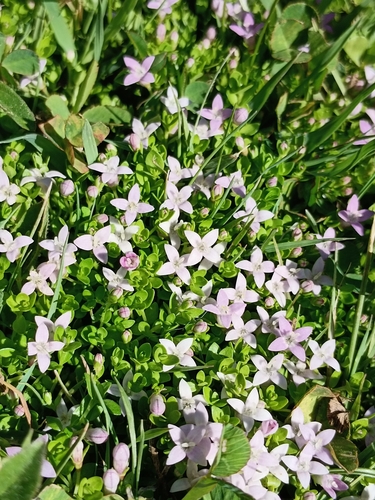 Image of Oldenlandia salzmannii by (c) Pablo Silva, some rights reserved (CC BY)
