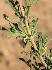 Jamesbrittenia foliolosa