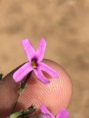 Jamesbrittenia foliolosa