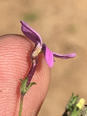 Jamesbrittenia foliolosa