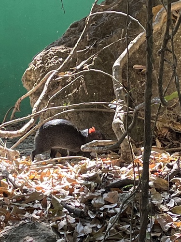 Mexican Agouti (Dasyprocta mexicana)