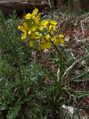 Erysimum asperum